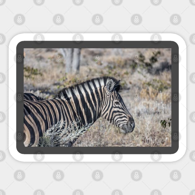 Namibia. Etosha National Park. Zebra. Sticker by vadim19